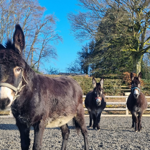 Donkeys Matilda, Dixie and Boo