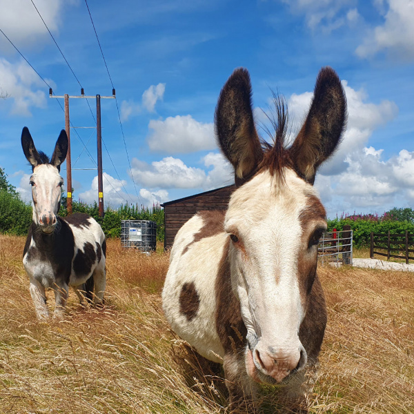 Rescue donkeys Paddy and Jenny