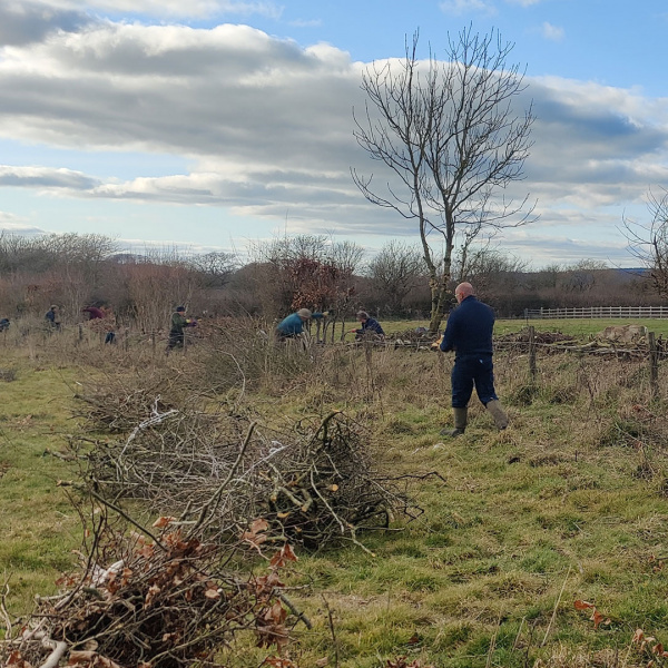 Landscape scene showing volunteers hedge laying.