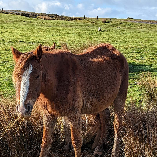 A chestnut mare rescued as part of the Gelligaer operation. Credit: RSPCA