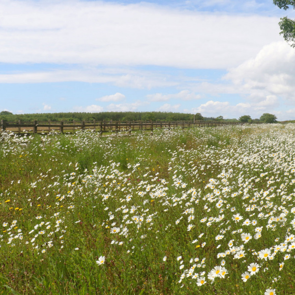 Wildflower meadows at The Donkey Sanctuary.