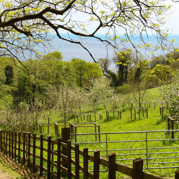 The Field of Dreams at The Donkey Sanctuary Sidmouth.