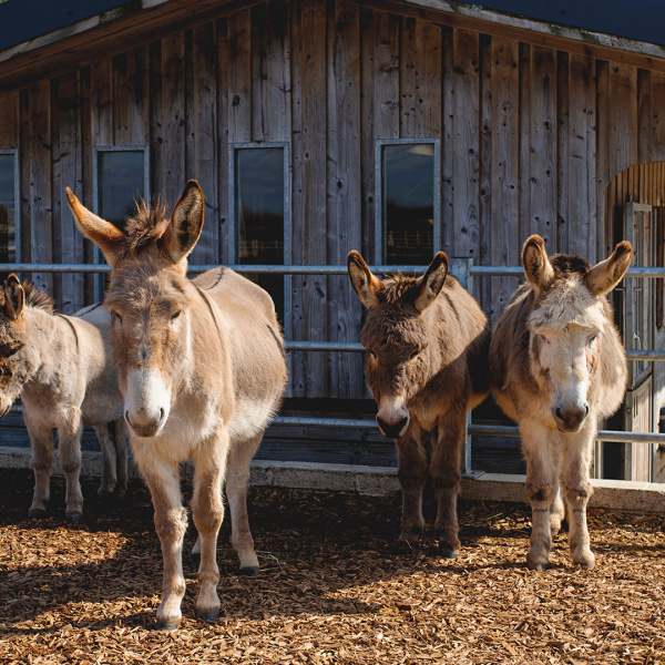 Cottage barn herd in spring sunshine.