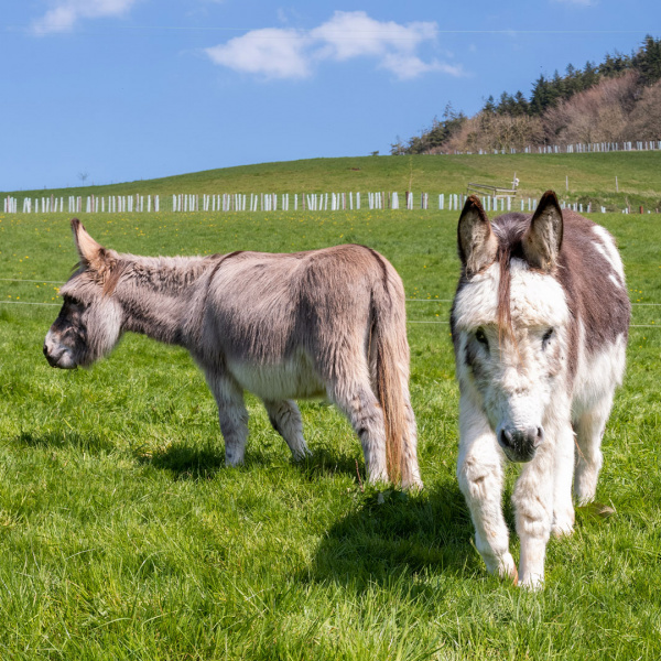 Two donkeys in lush green grass field with bight blue sky.