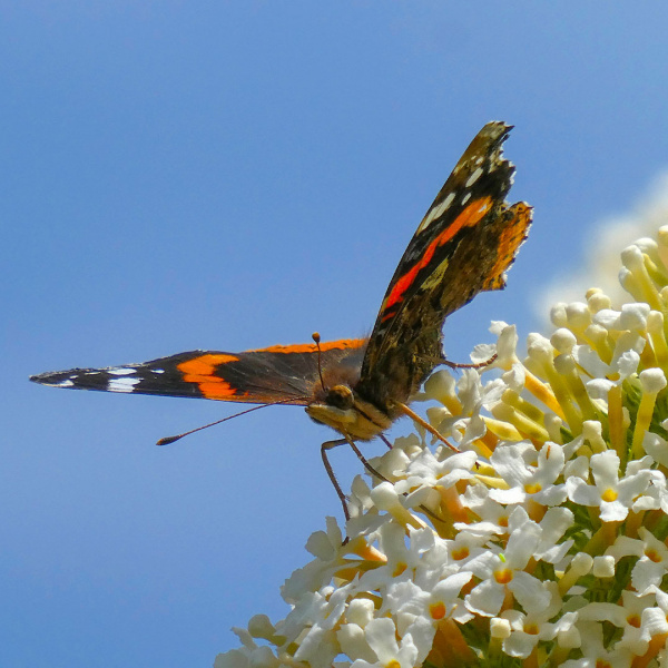 Red Admiral butterfly.