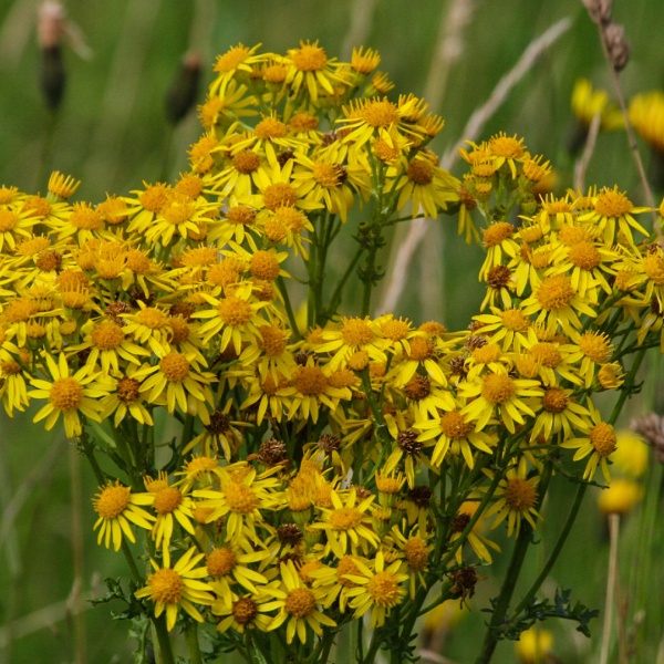 Ragwort in flower.