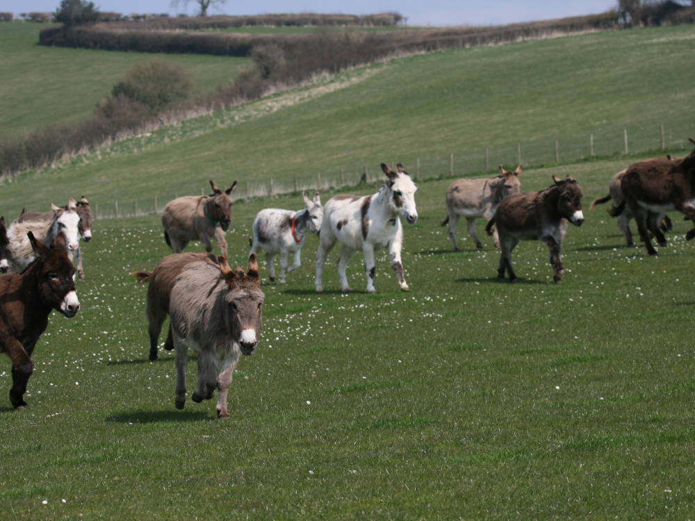 Axnoller Farm