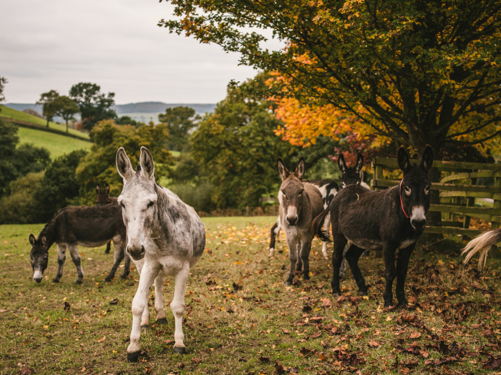 Paccombe farm