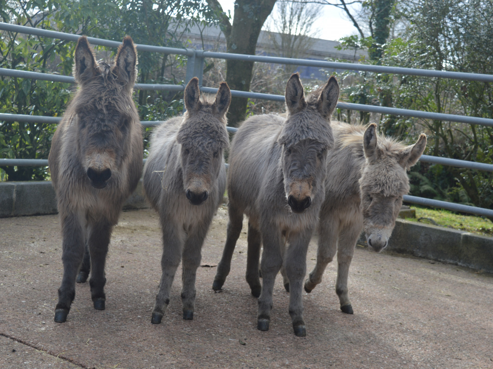 Four foal friends