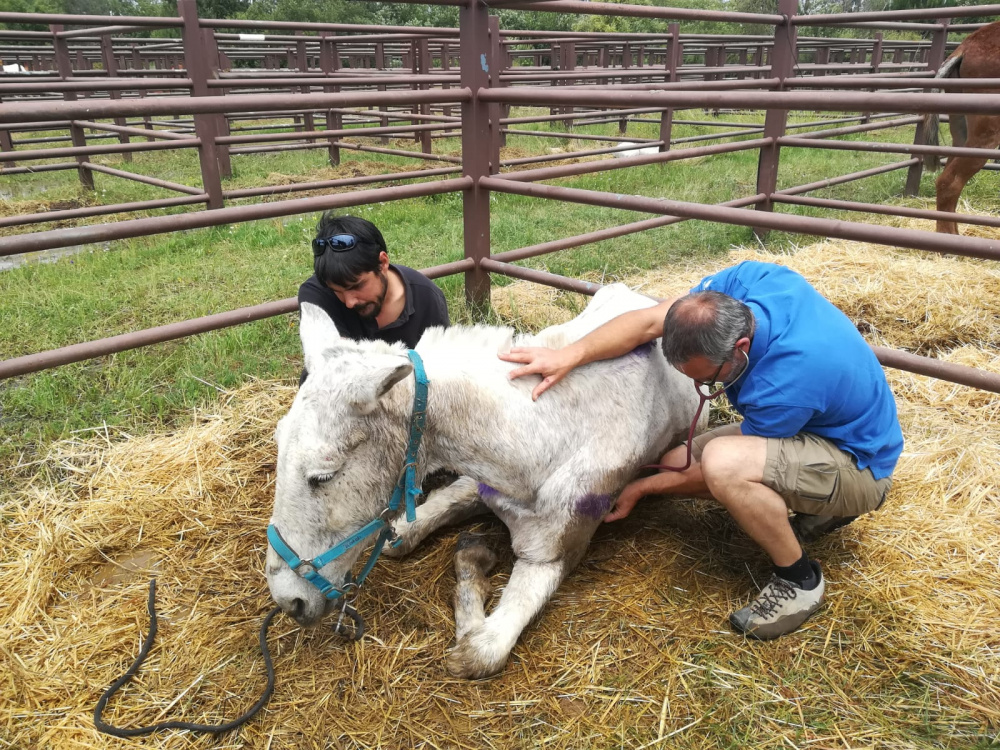 Elderly mule receives attention at El Rocio