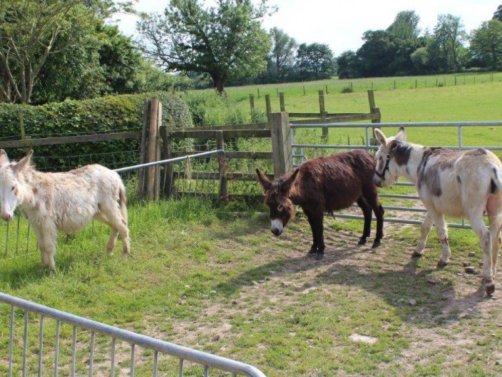 Bert, Fidget & Fudge before their rescue