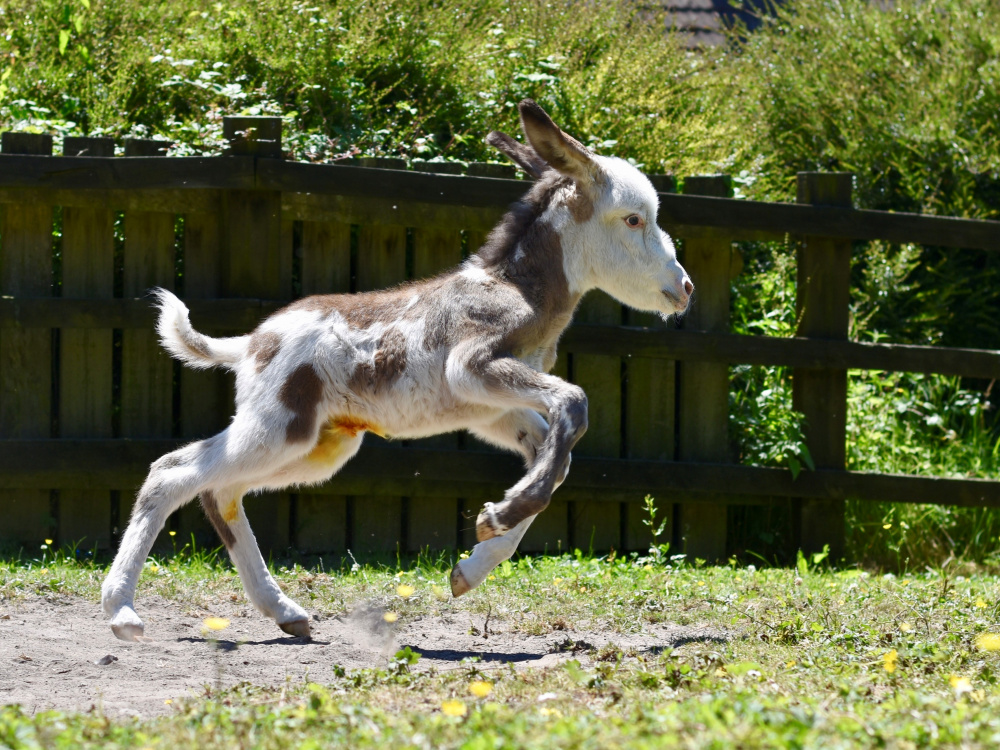 Coby the foal skipping in a field