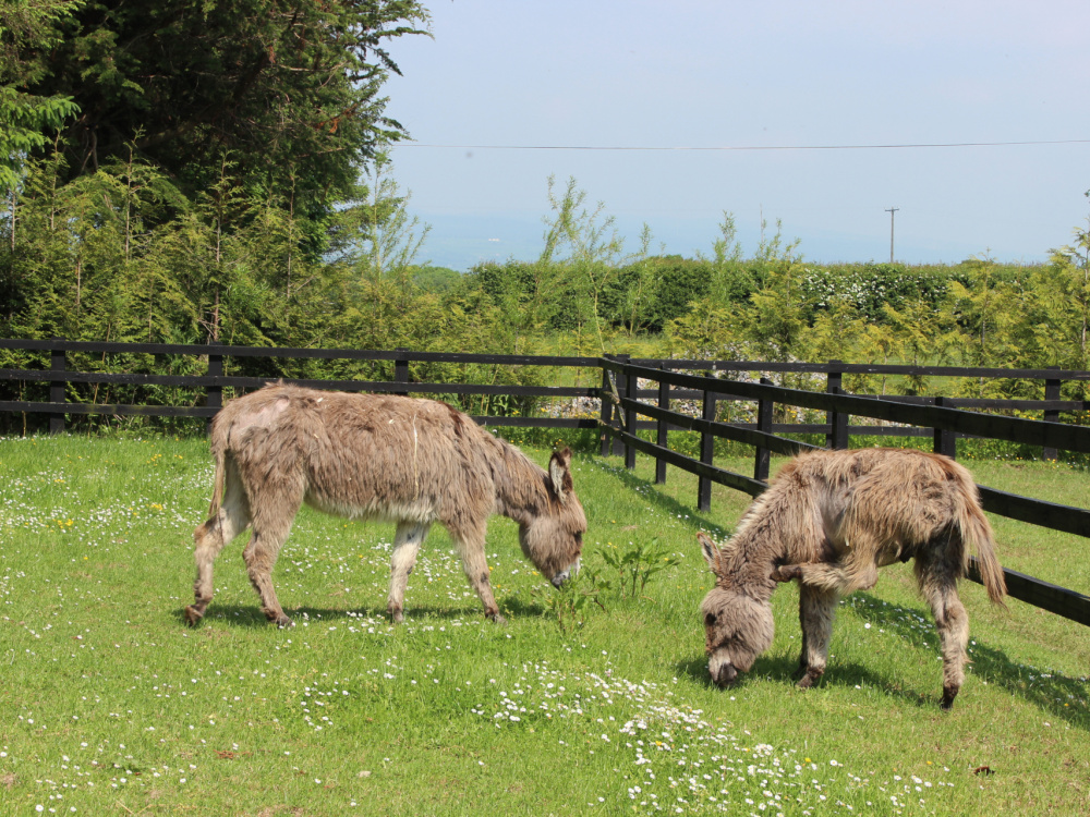 Daphne and Murphy grazing at sanctuary