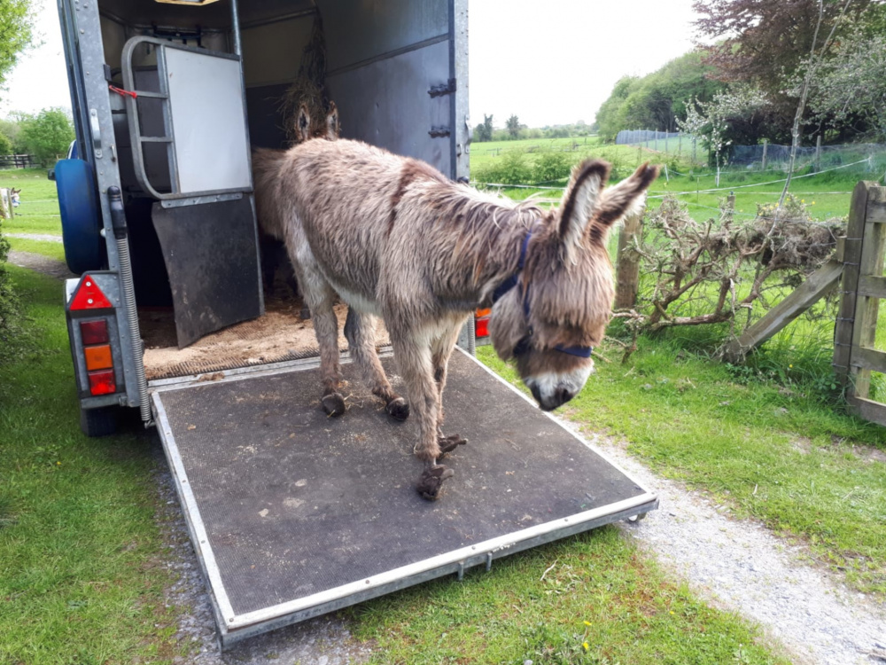 Daphne leaves trailer on overgrown hooves