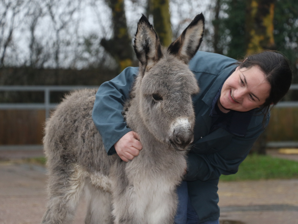 Christmas foal Sam with groom