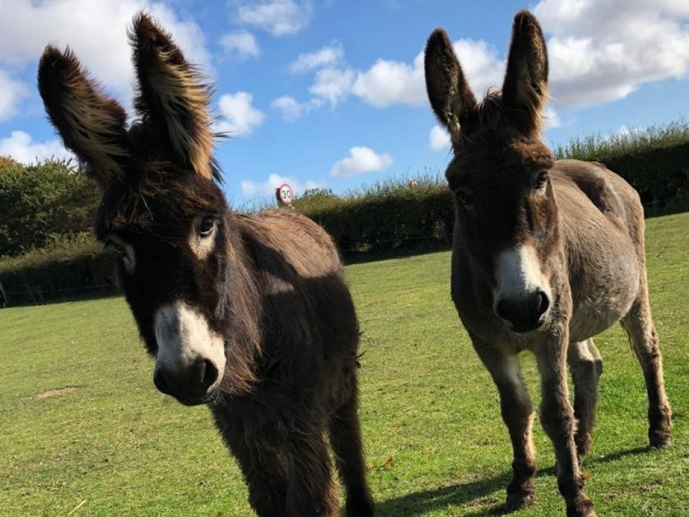 Molly and Phoebe at grass