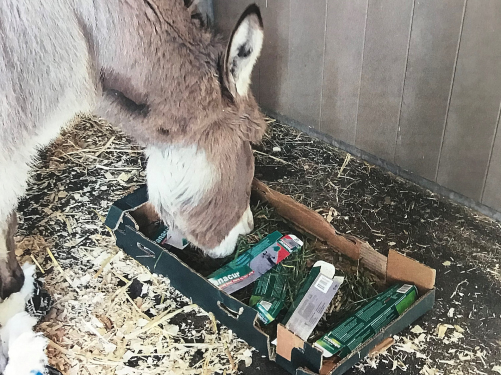 Honey enjoys forage box at Brookfield