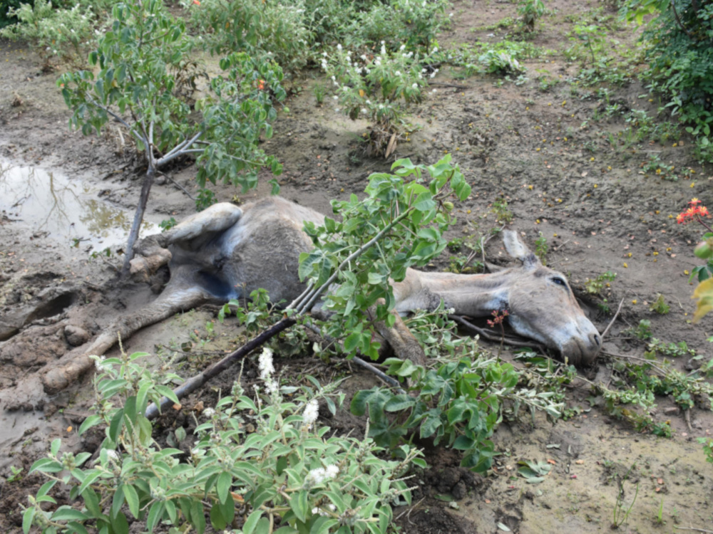 Cavalherio found in mud, Brazil