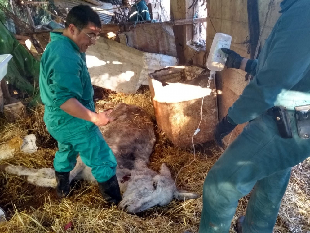 Vets fight for collapsed donkey's life in Spain