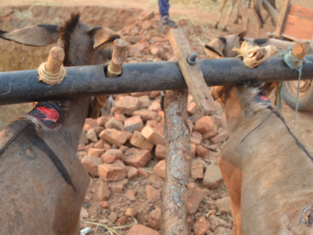 Tanzanian donkeys in harness