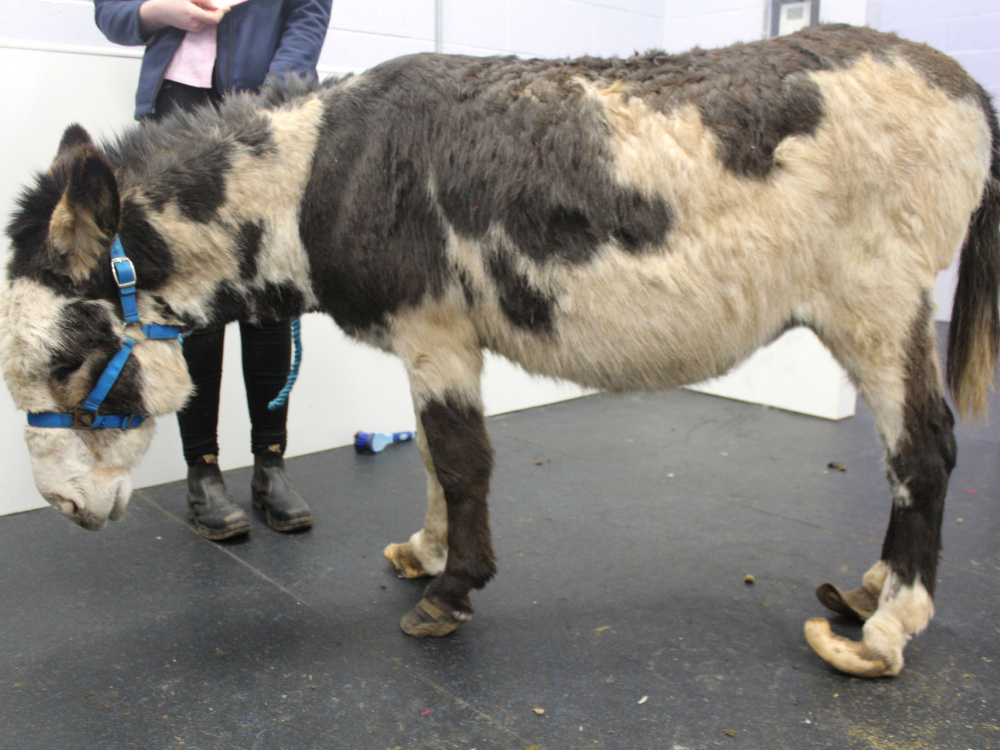 Bob in hospital with overgrown hooves