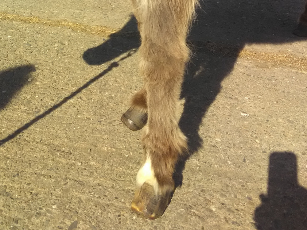 Poppy's front feet, laminitis