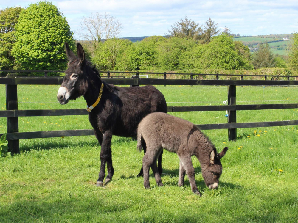 Honeybee and her foal named Lockie