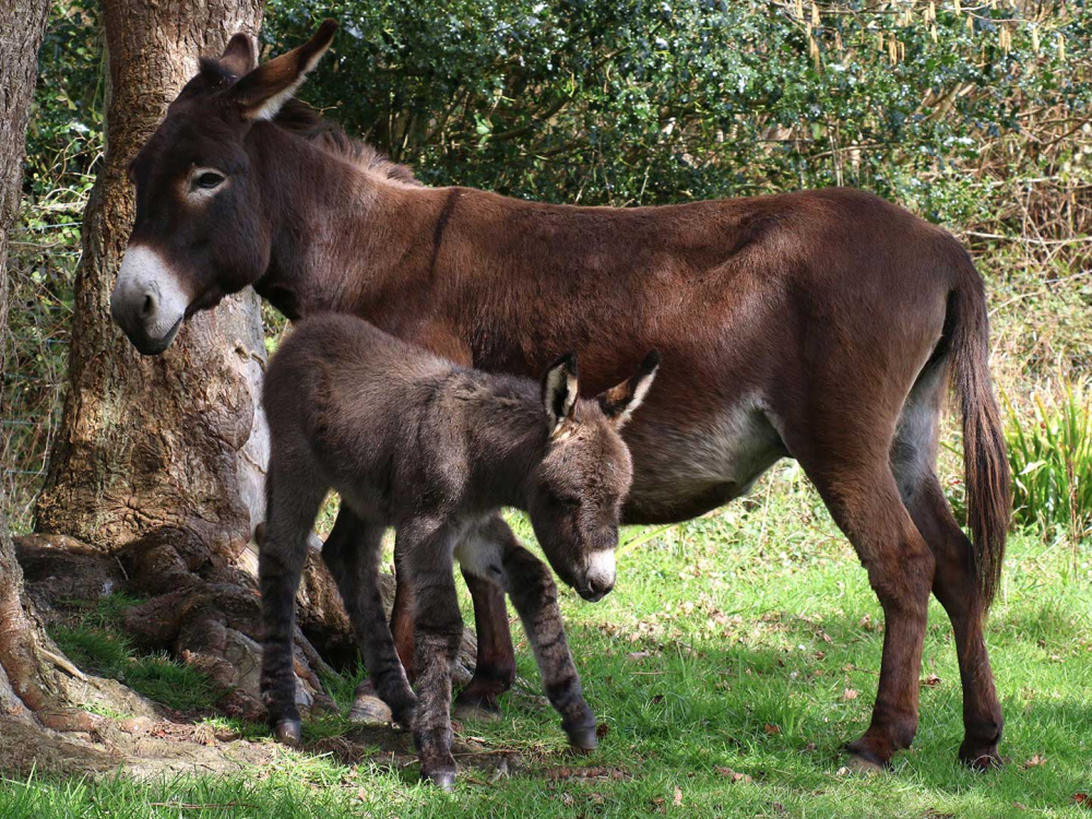 Rachel and her foal