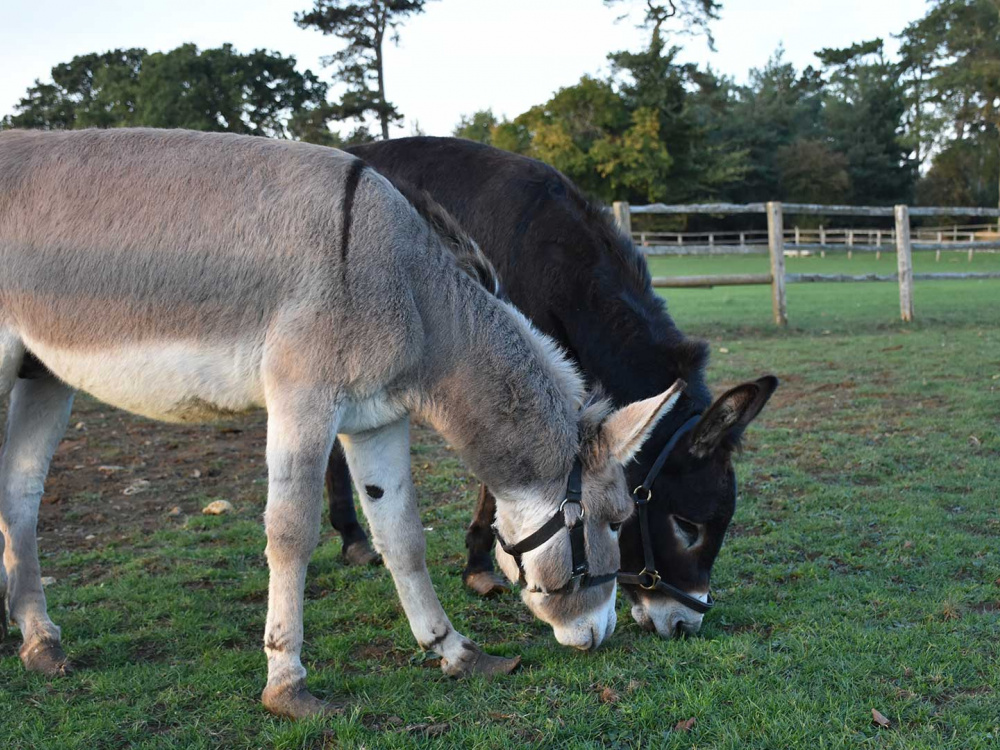 Scotty and Thomas with long hooves