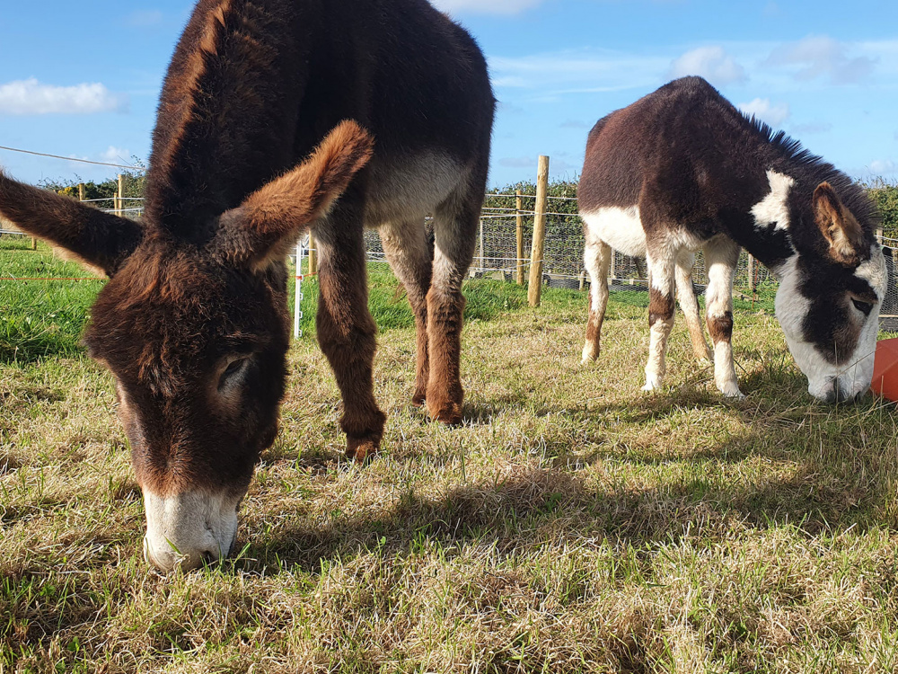 Jake (brown donkey) and Jessie at their Guardian home