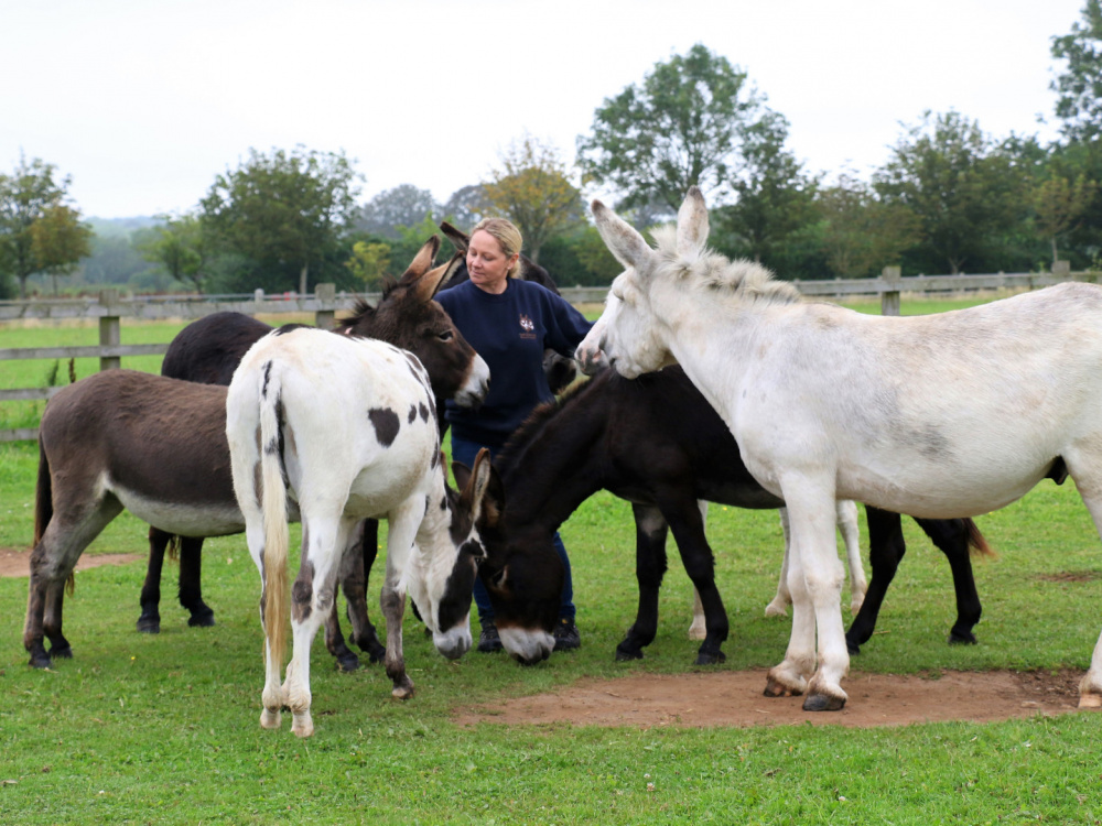 Jaime Down with a group of rescued donkeys