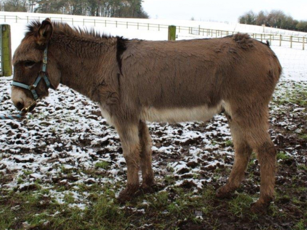 Patrick in the snow covered field on the day of rescue