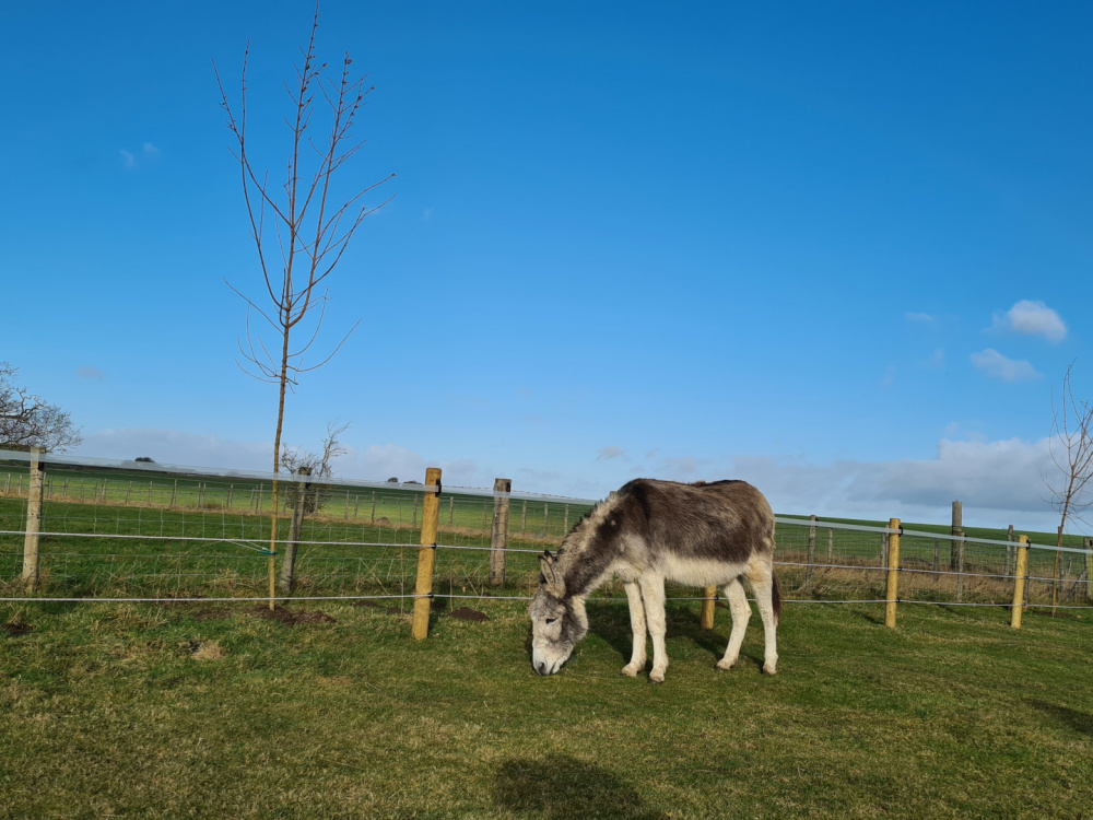 Donkey standing in front of newly planted tree at The Donkey Sanctuary Leeds