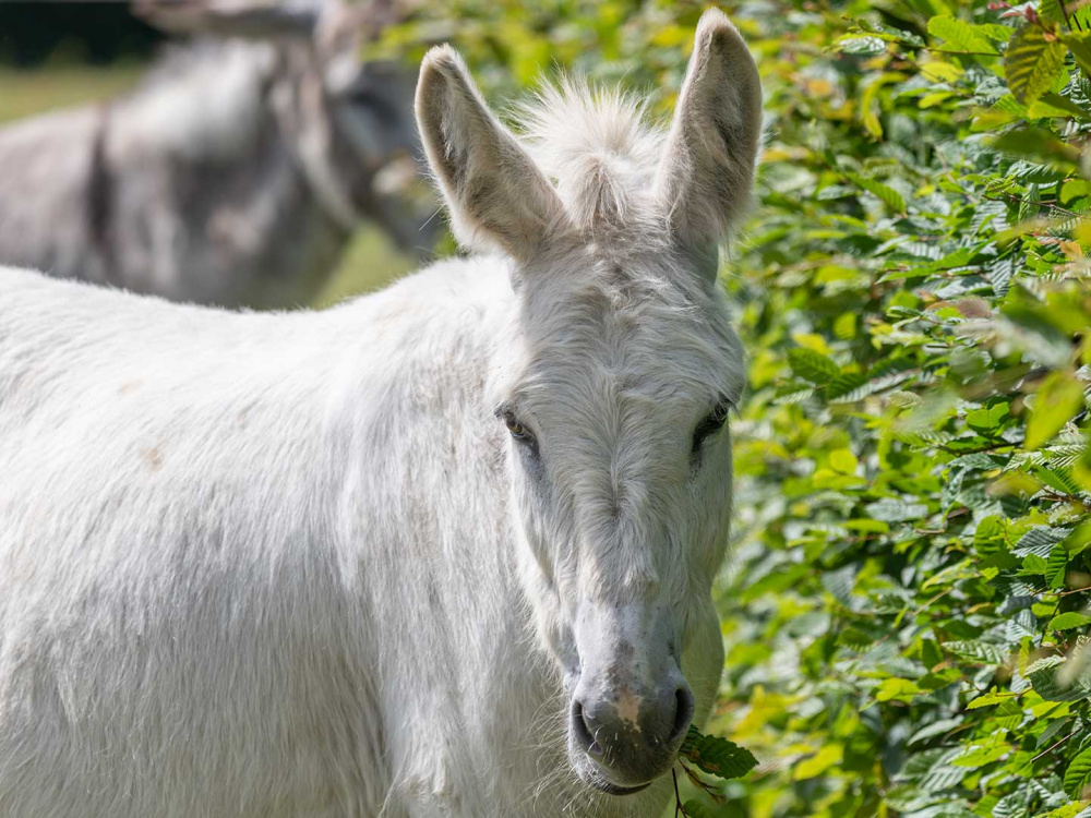 Adoption donkey Rickon browsing a hedgerow