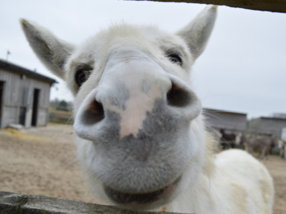 Adoption donkey Hannah investigating the camera