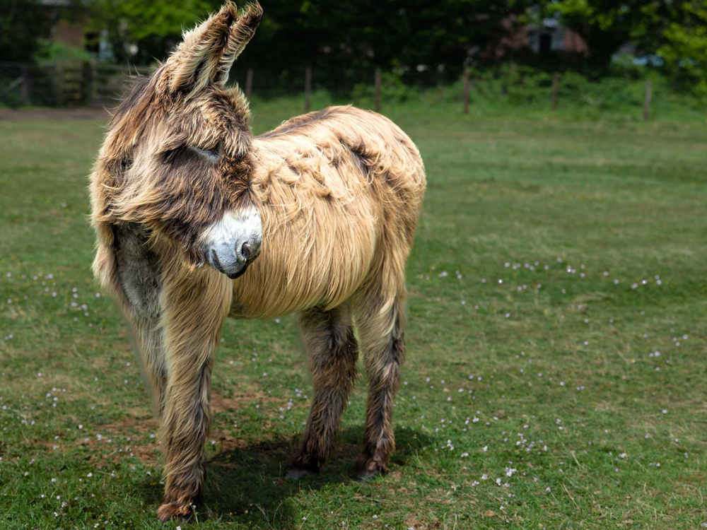 Adoption donkey Percy looking to the side