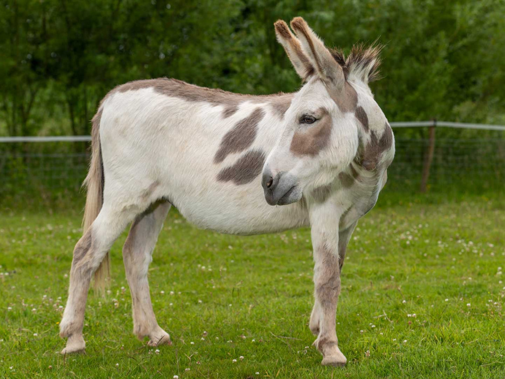 Adoption donkey Theo facing the camera side on