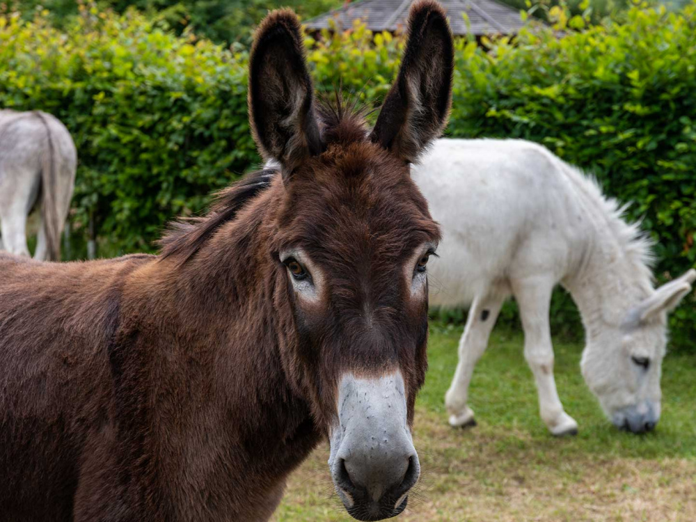 Adoption donkey Tornado looking at the camera with his friends in the background