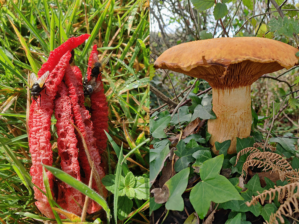 Devils Finger fungi