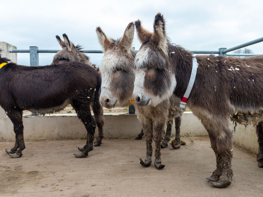 Rescued donkeys at New Arrival Unit awaiting farriery