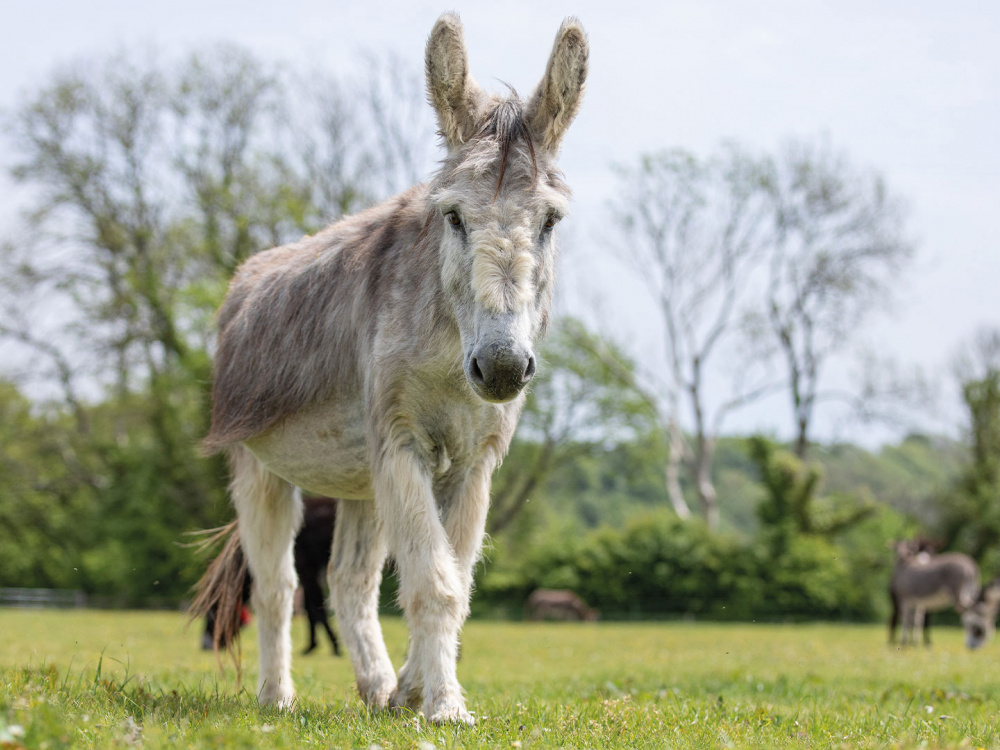 Adoption donkey Ashley at The Donkey Sanctuary Sidmouth