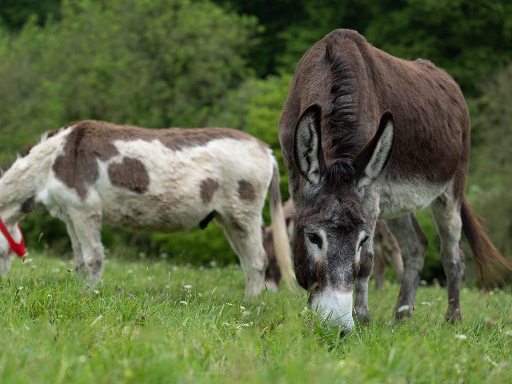 Adoption donkey Bonnie at The Donkey Sanctuary Sidmouth