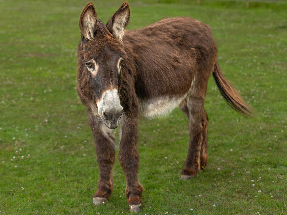  Adoption donkey Harbin at The Donkey Sanctuary Leeds