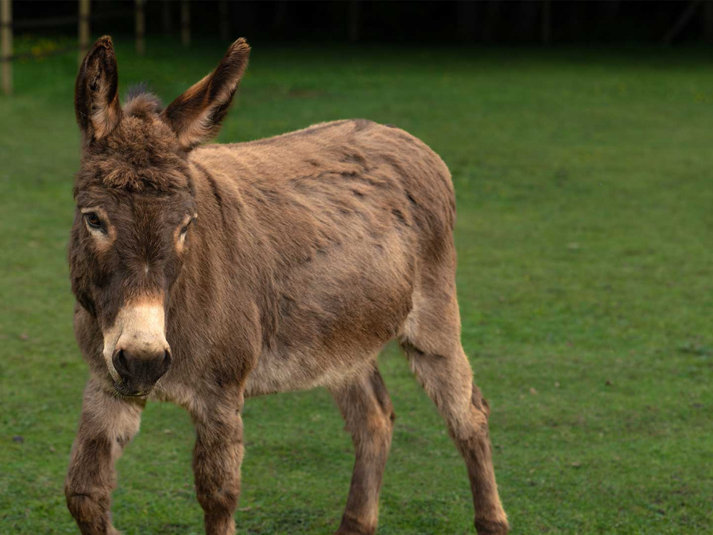 Adoption donkey Jimmy at The Donkey Sanctuary Birmingham