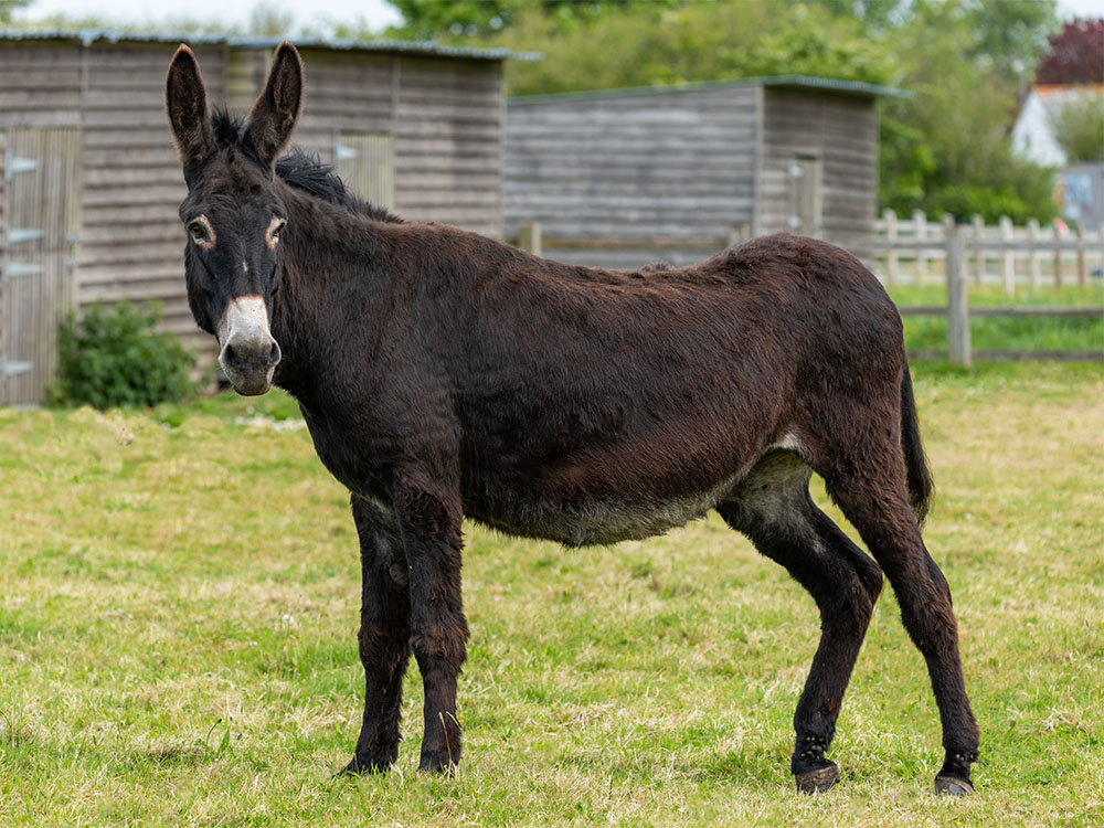 Adoption donkey Ruby at The Donkey Sanctuary Sidmouth