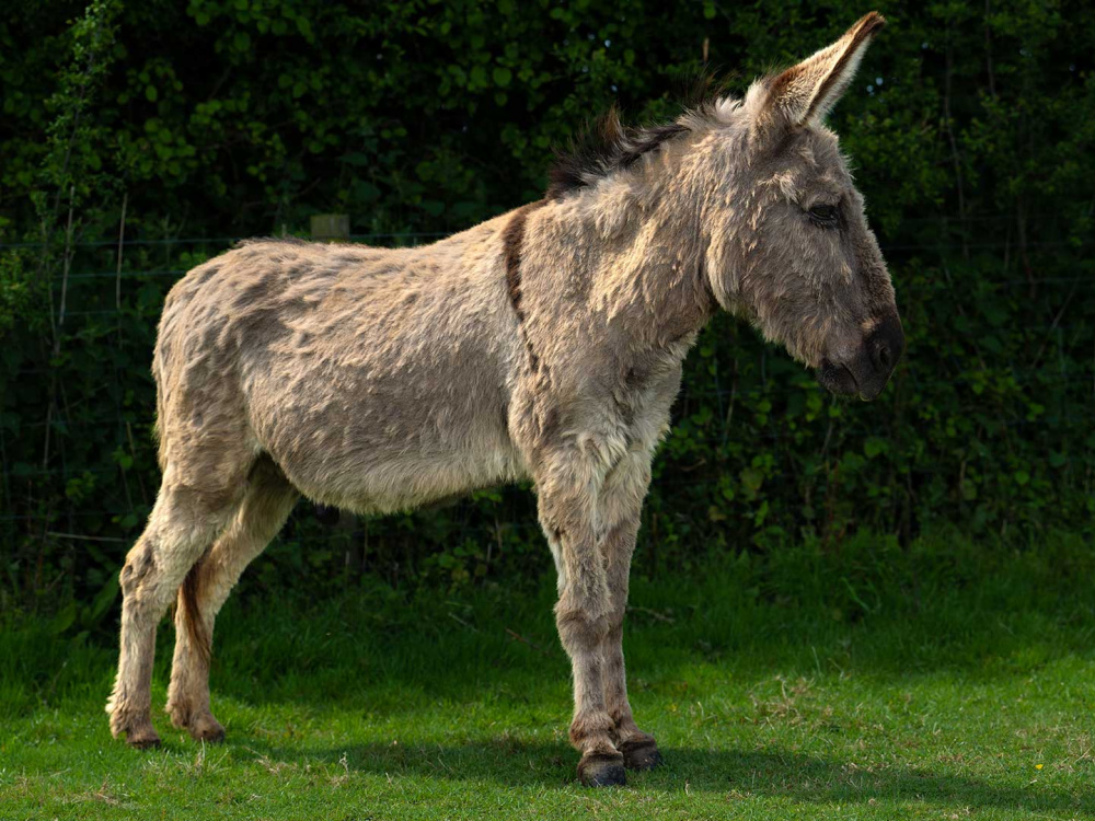 Adoption donkey Timothy at The Donkey Sanctuary Sidmouth