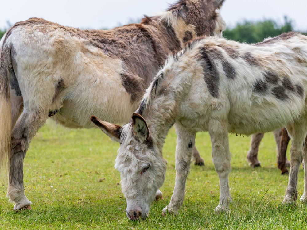 Adoption donkey Walter amongst the herd at The Donkey Sanctuary Sidmouth