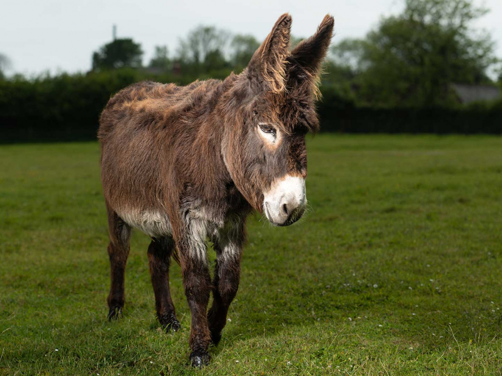 Adoption donkey Zena at The Donkey Sanctuary Sidmouth