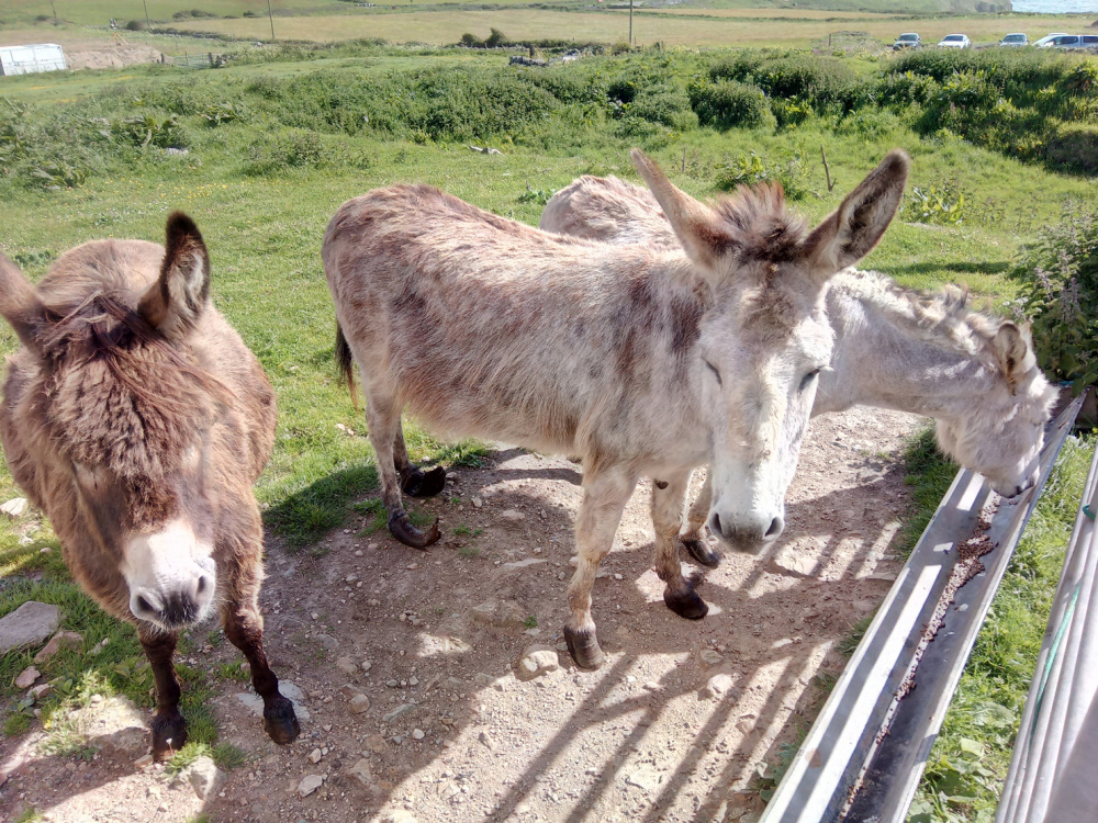 Rescue donkeys Ocean, Isla and Valley