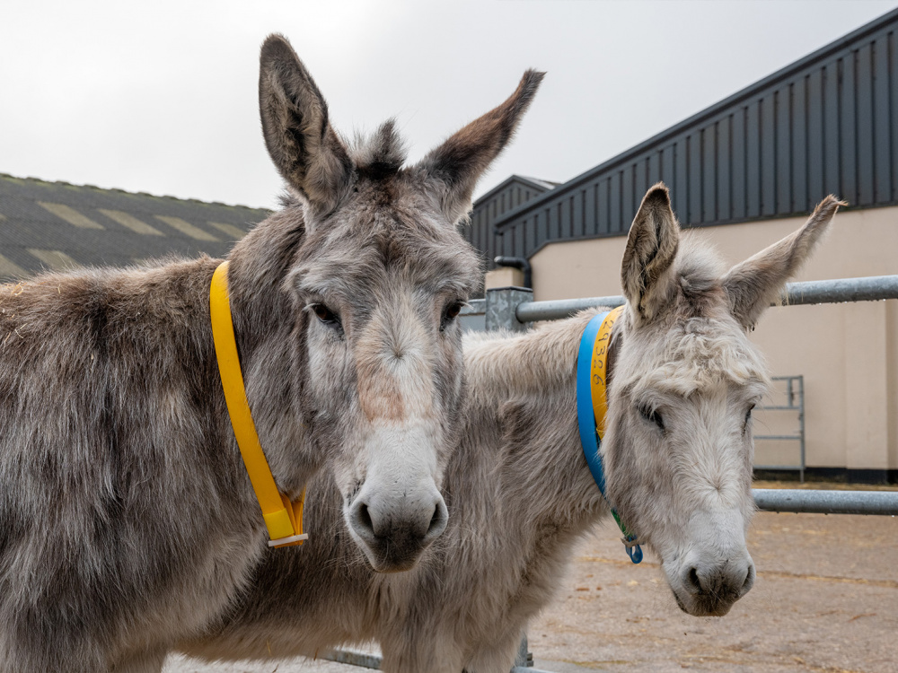 Donkeys Isla and Valley after their rescue